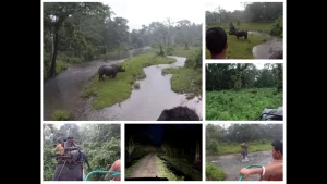 Jaldapara National Park – Explore the Home of the Indian One-Horned Rhinoceros